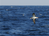  width: 100%; height : 150px
